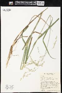 Glyceria canadensis image