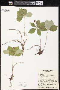 Cornus canadensis image