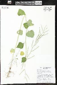 Alliaria petiolata image