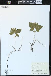 Cornus canadensis image