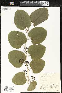 Smilax tamnoides image