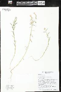 Polygala sanguinea image