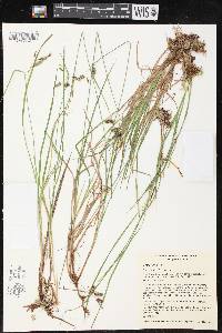 Carex magellanica image