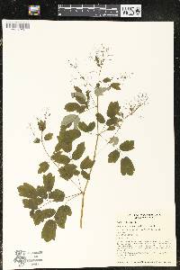 Thalictrum dasycarpum image