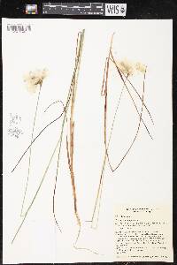Eriophorum vaginatum image