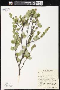 Betula pumila image