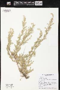 Artemisia tridentata image