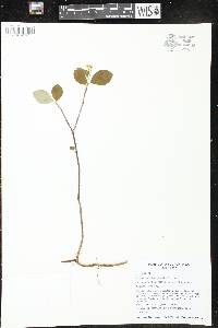 Aronia × prunifolia image