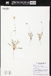 Agoseris heterophylla image