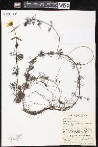 Bidens beckii image