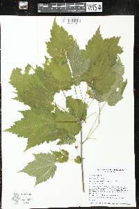 Acer spicatum image