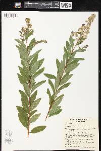 Spiraea alba image