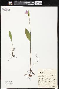 Pogonia ophioglossoides image