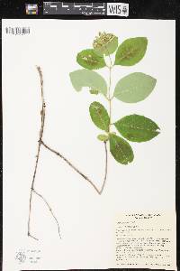 Lonicera hirsuta image