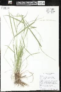 Festuca subverticillata image