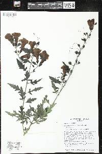 Aureolaria grandiflora image