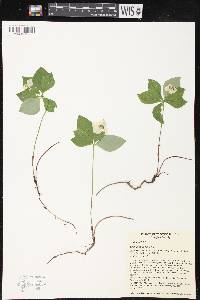 Cornus canadensis image