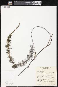 Myriophyllum sibiricum image