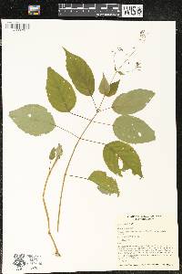 Circaea canadensis image