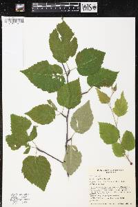 Betula papyrifera image