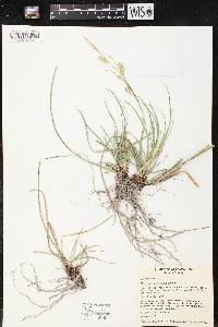 Carex cherokeensis image