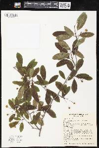 Ilex mucronata image