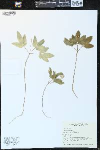 Panax trifolius image