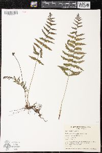 Thelypteris simulata image