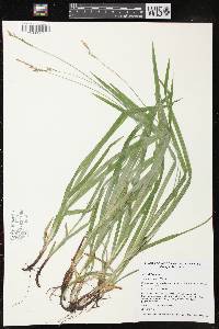 Carex hirtifolia image