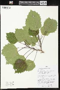 Populus grandidentata image