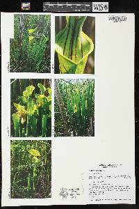 Sarracenia flava image