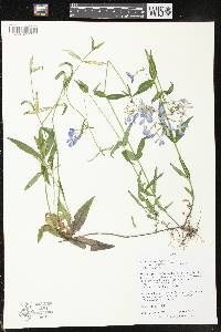 Phlox divaricata var. laphamii image