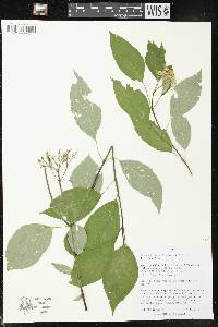 Cornus drummondii image