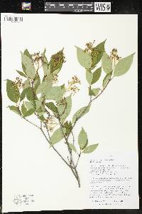 Cornus racemosa image