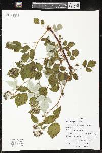 Rubus occidentalis image