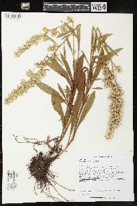 Solidago speciosa image