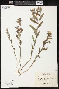 Lithospermum canescens image