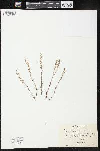 Veronica peregrina subsp. xalapensis image