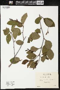 Alnus crispa image