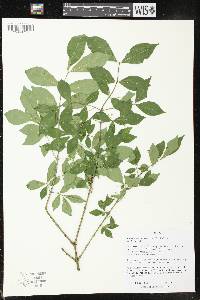 Euonymus alatus image