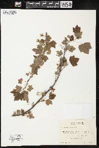 Ribes americanum image