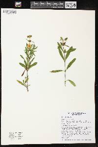 Hypericum prolificum image