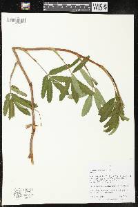 Comarum palustre image
