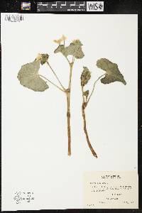 Caltha palustris image