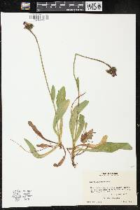 Hieracium aurantiacum image