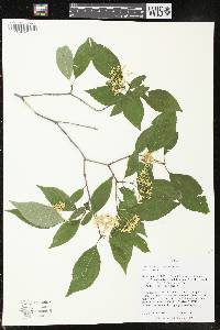 Cornus racemosa image