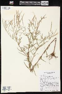 Epilobium leptophyllum image