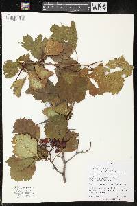 Crataegus chrysocarpa image