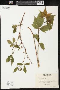 Rubus setosus image