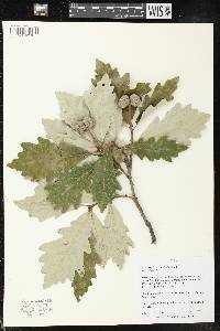 Quercus bicolor image